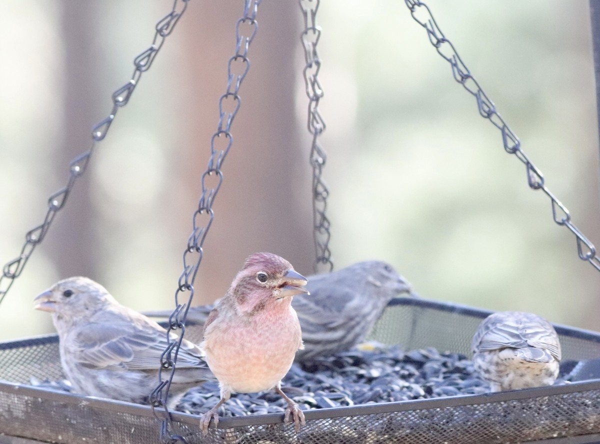 Cassin's Finch - ML644028423
