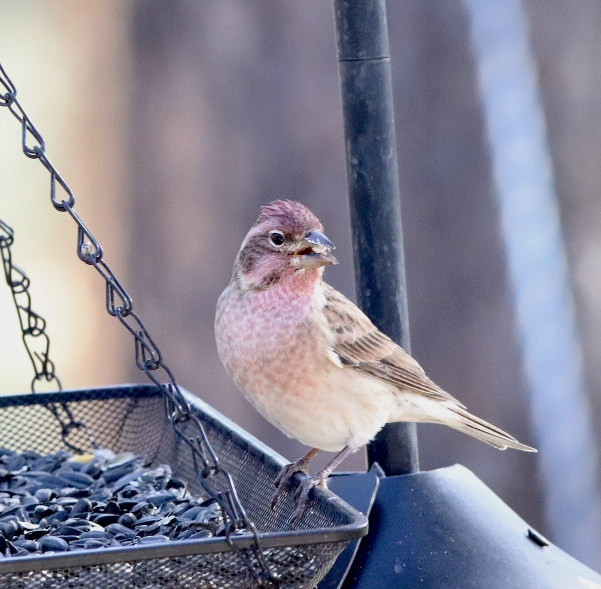 Cassin's Finch - ML644028451