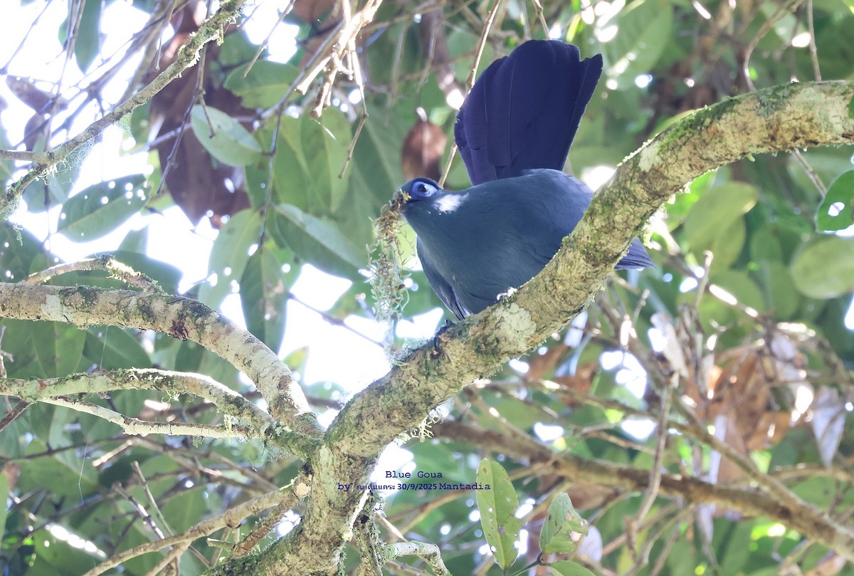 Blue Coua - ML644028501