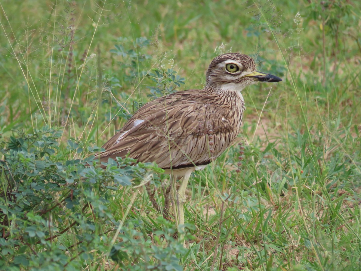 Лежень річковий - ML644028521