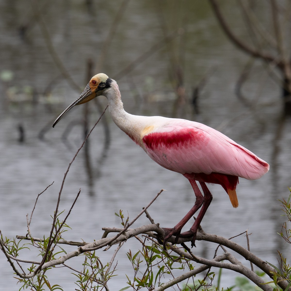 rosenskjestork - ML644028535