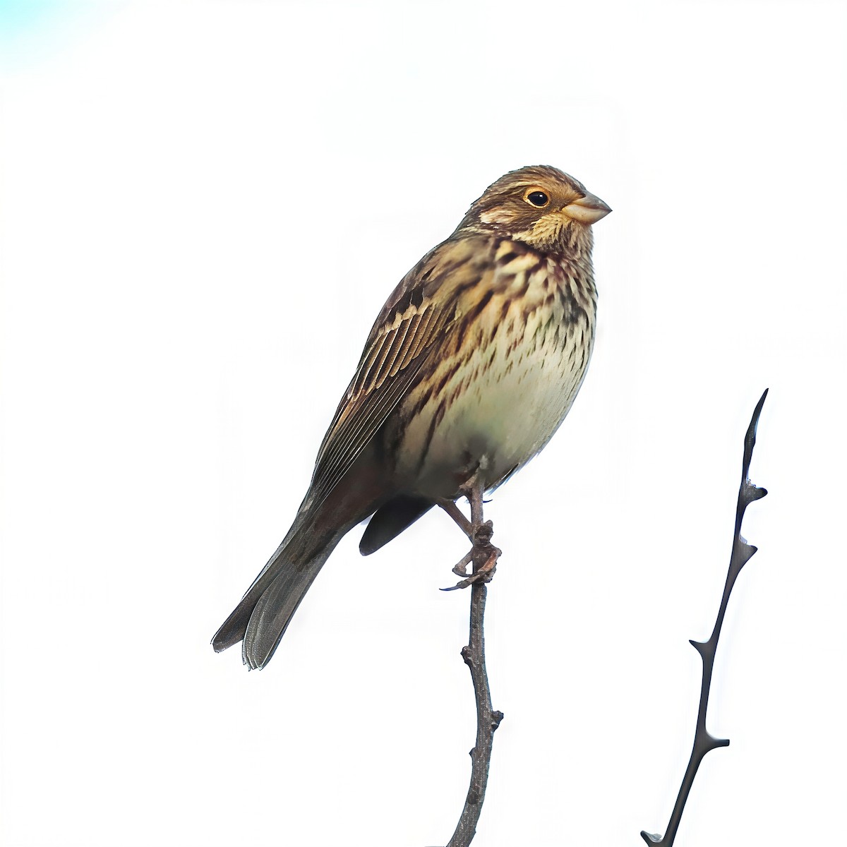 Corn Bunting - ML644028537