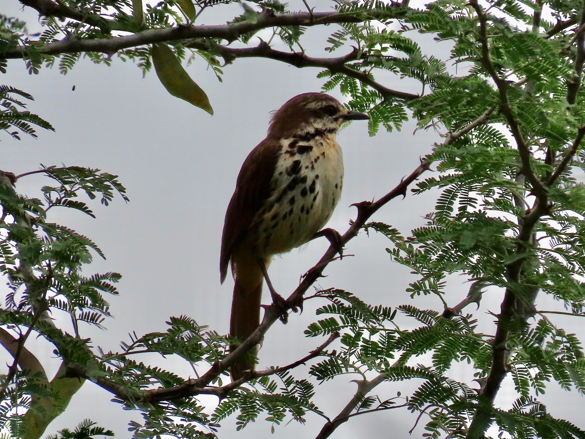 flekkpalmeskvett - ML644028538