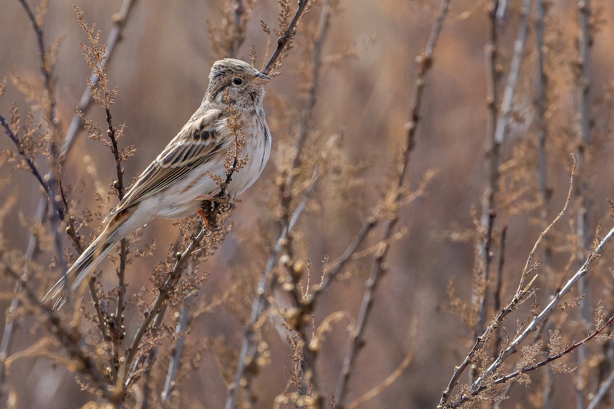 Pine Bunting - ML644028540