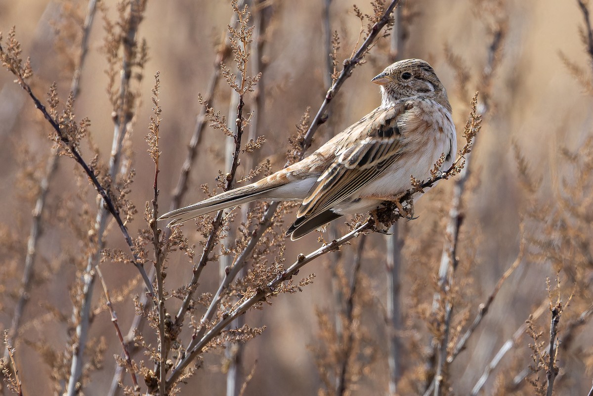 Pine Bunting - ML644028541