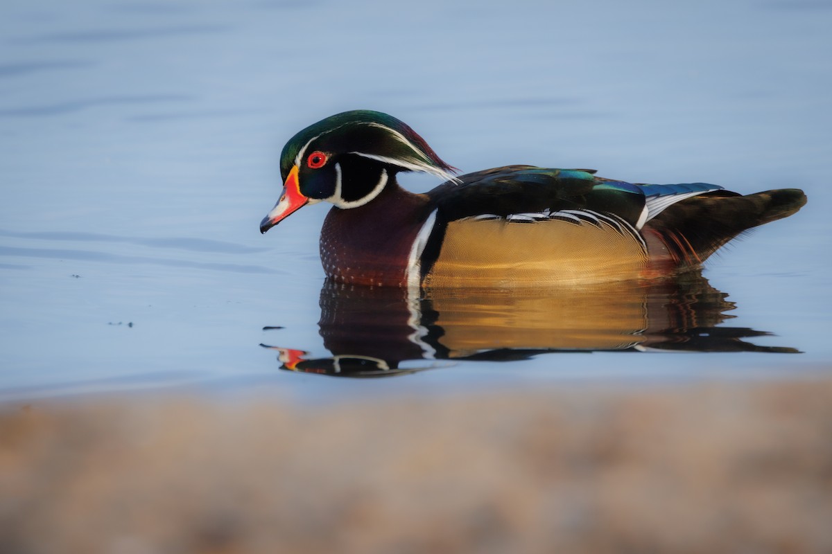 Wood Duck - ML644028542