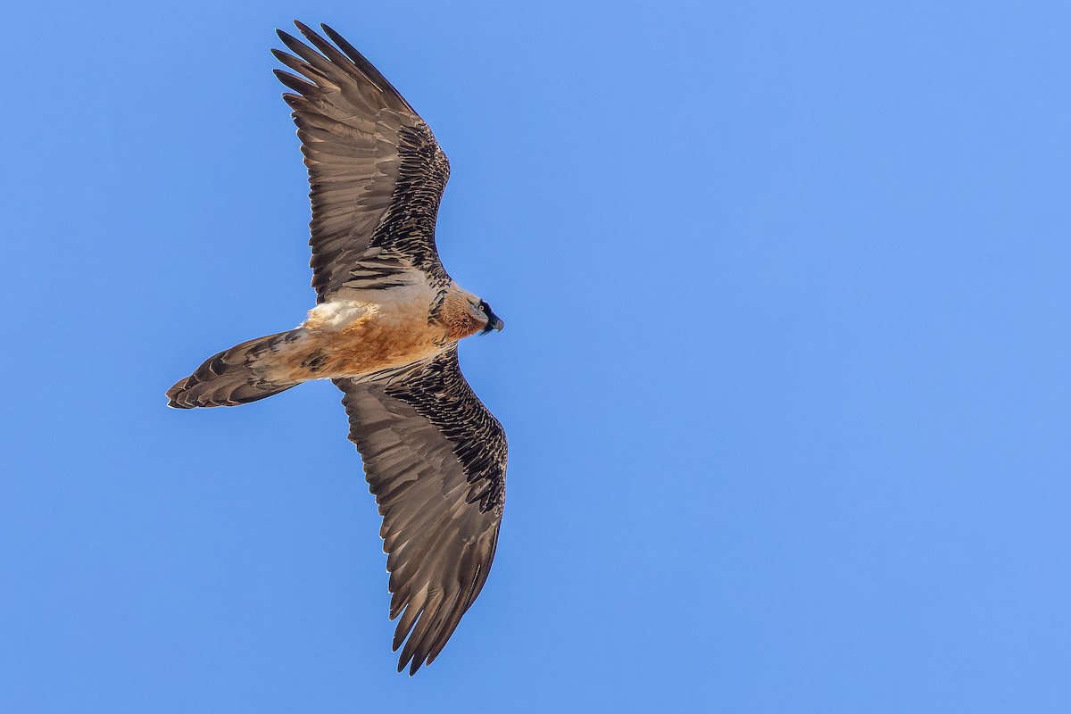 Bearded Vulture (Eurasian) - ML644028543