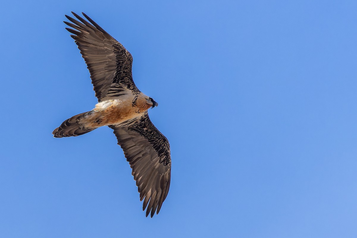 Bearded Vulture (Eurasian) - ML644028544