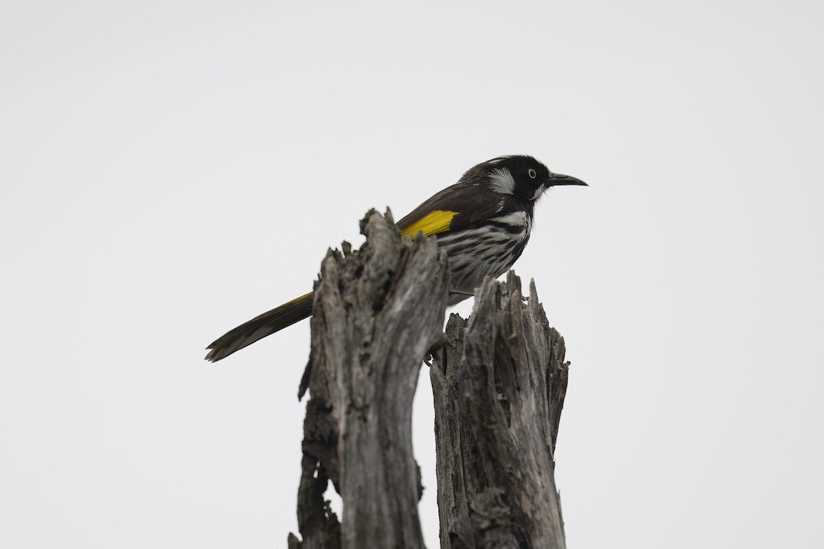 New Holland Honeyeater - ML644028545