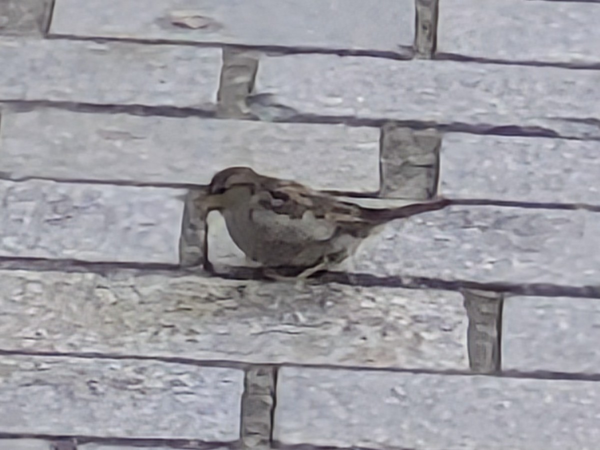 House Sparrow - ML644028546