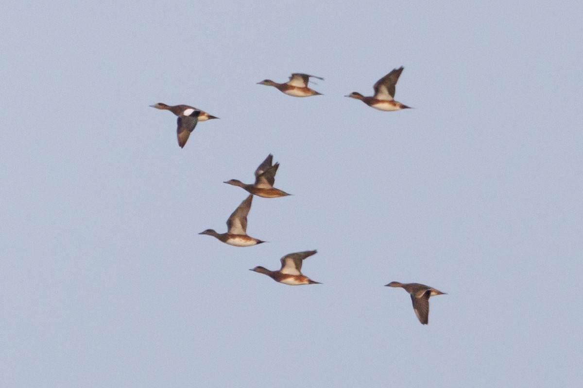 American Wigeon - ML644028547