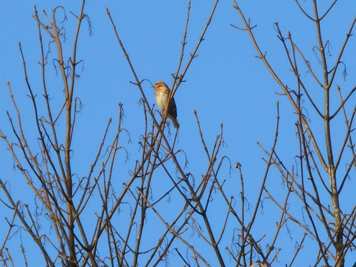 Eurasian Linnet - ML644028548