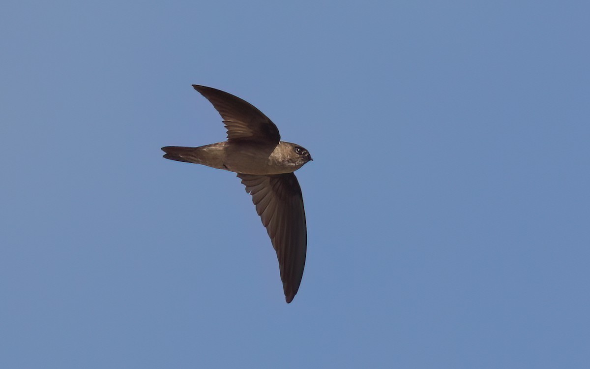 Seychelles Swiftlet - ML644028549