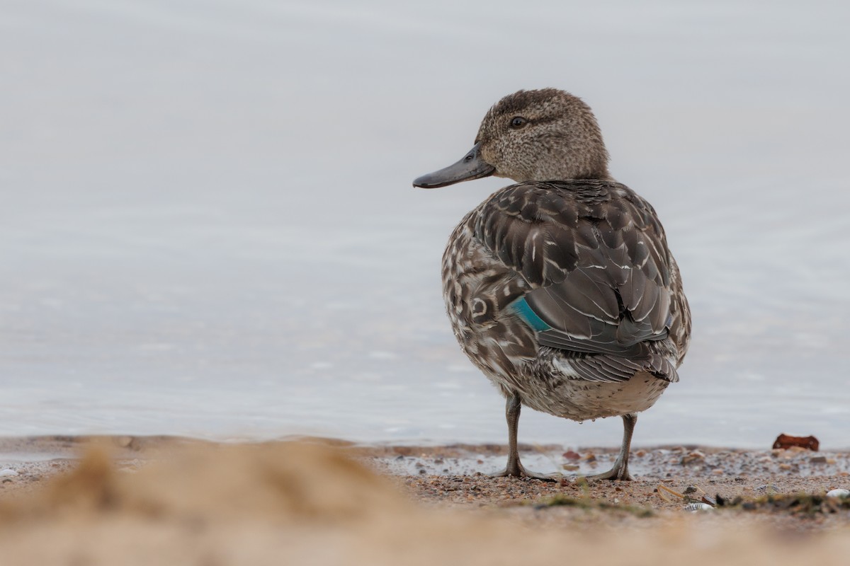 Green-winged Teal - ML644028551