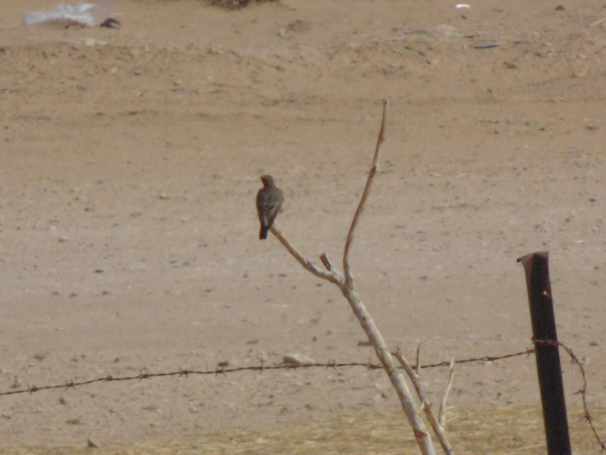 Isabelline Wheatear - ML644028552