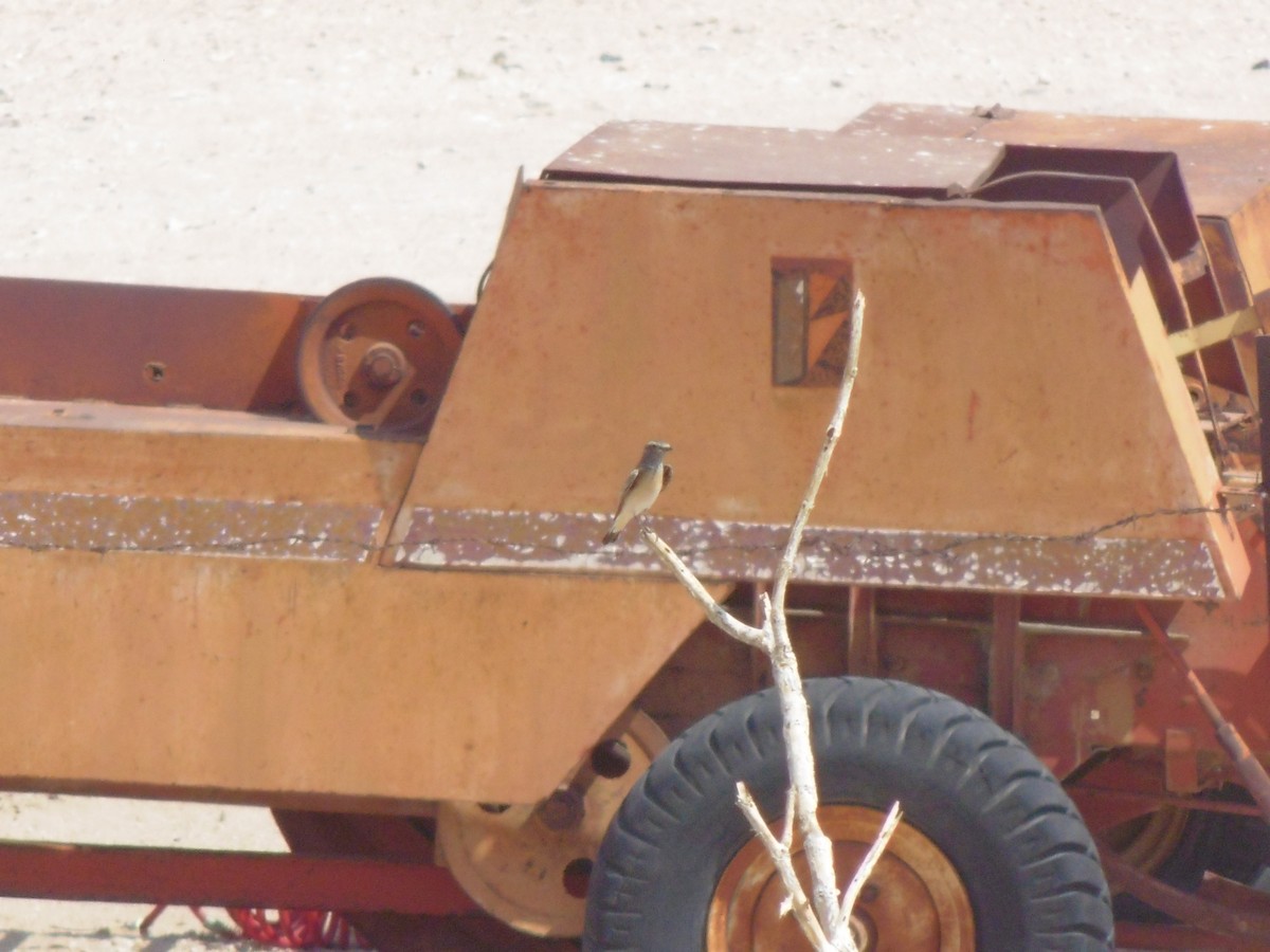 Isabelline Wheatear - ML644028553