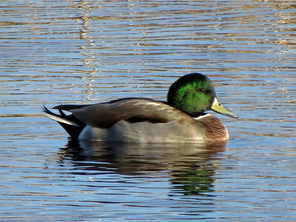 Mallard x Northern Pintail (hybrid) - ML644028571