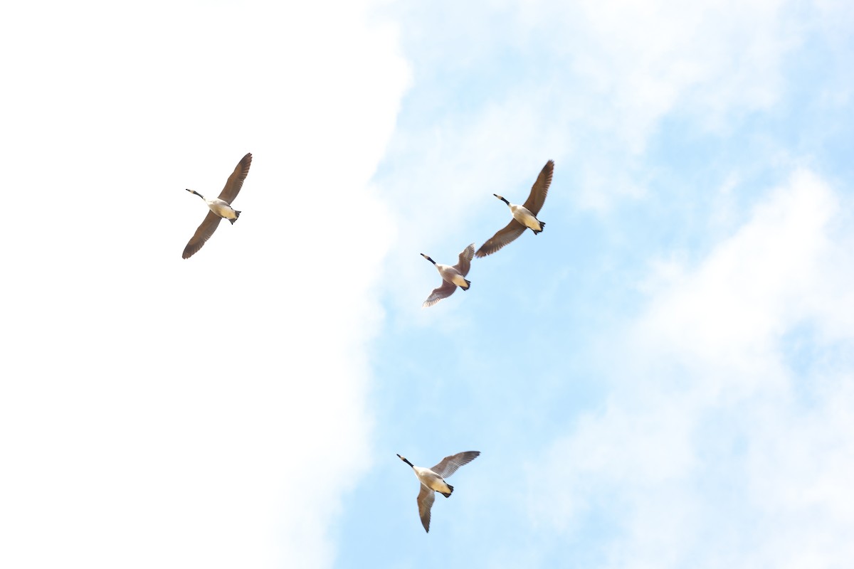 Canada Goose - ML644028572