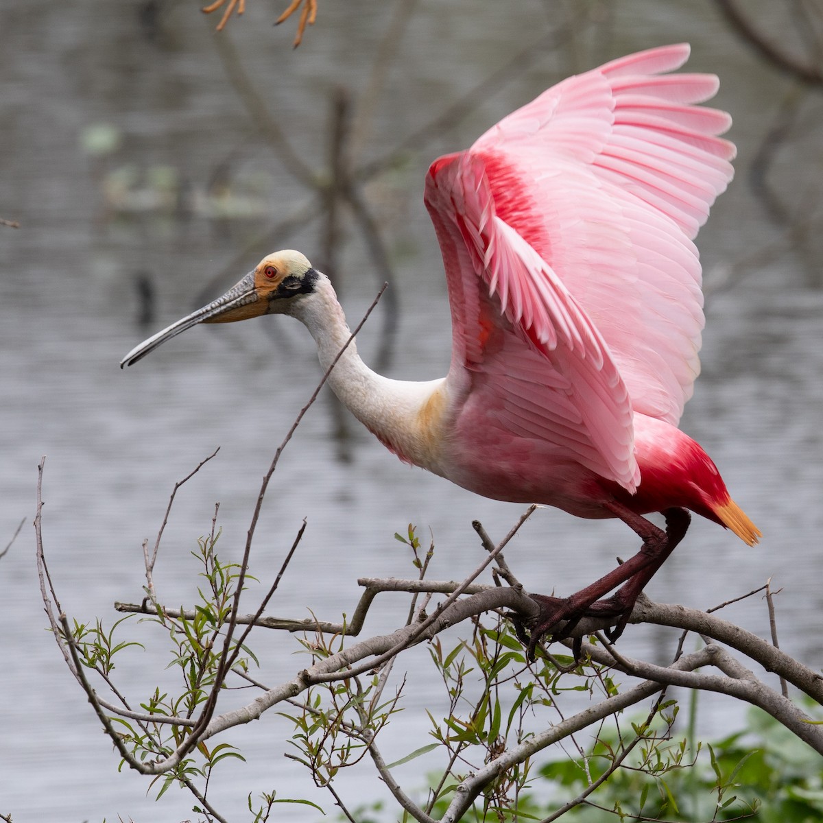 rosenskjestork - ML644028585