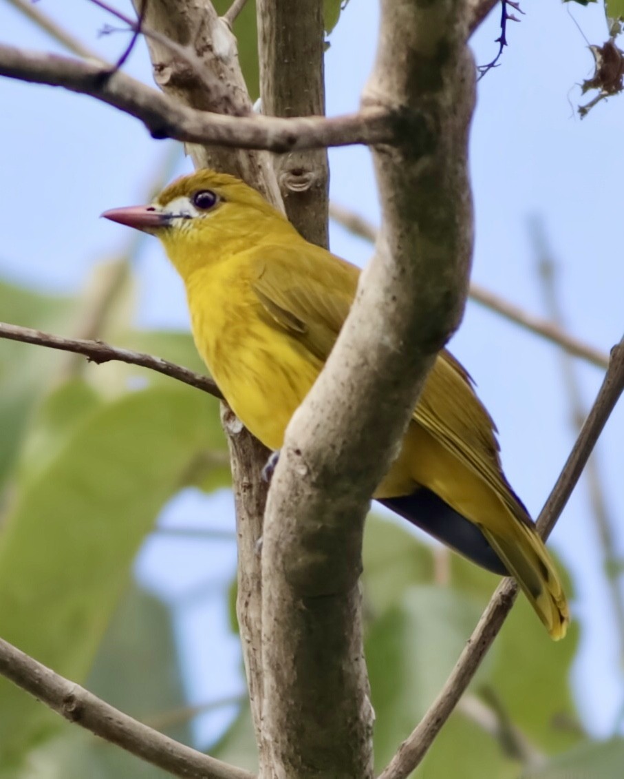 White-lored Oriole - ML644028587