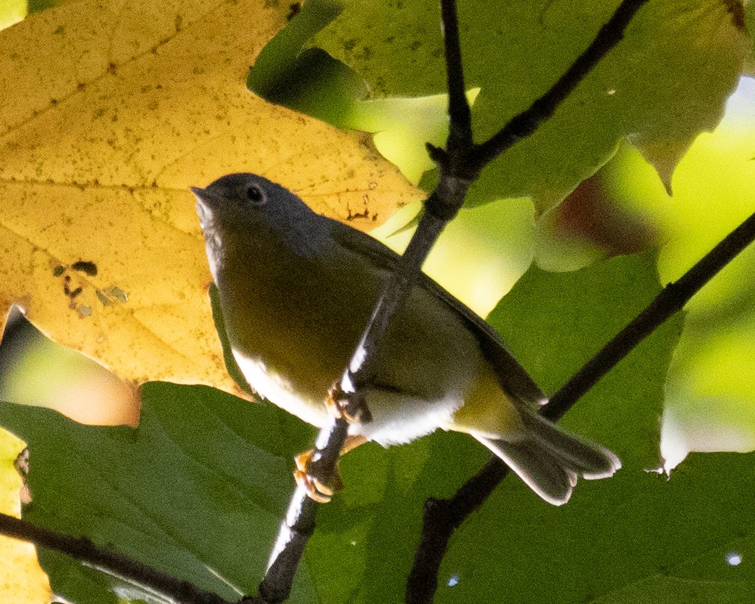 Nashville Warbler - ML644028592