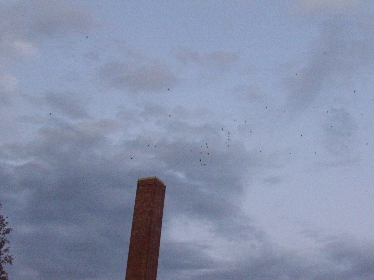 Chimney Swift - ML644028606