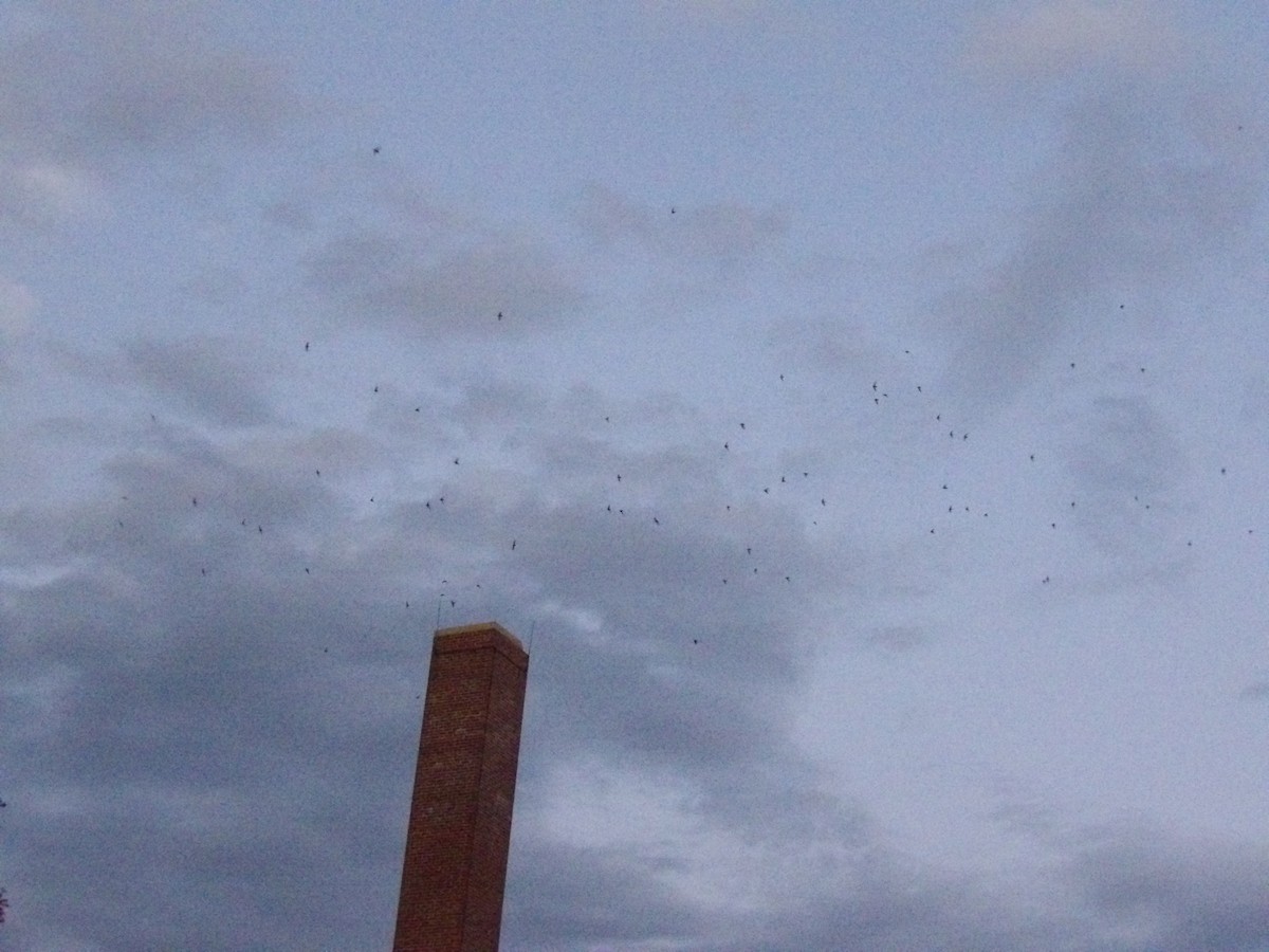 Chimney Swift - ML644028608