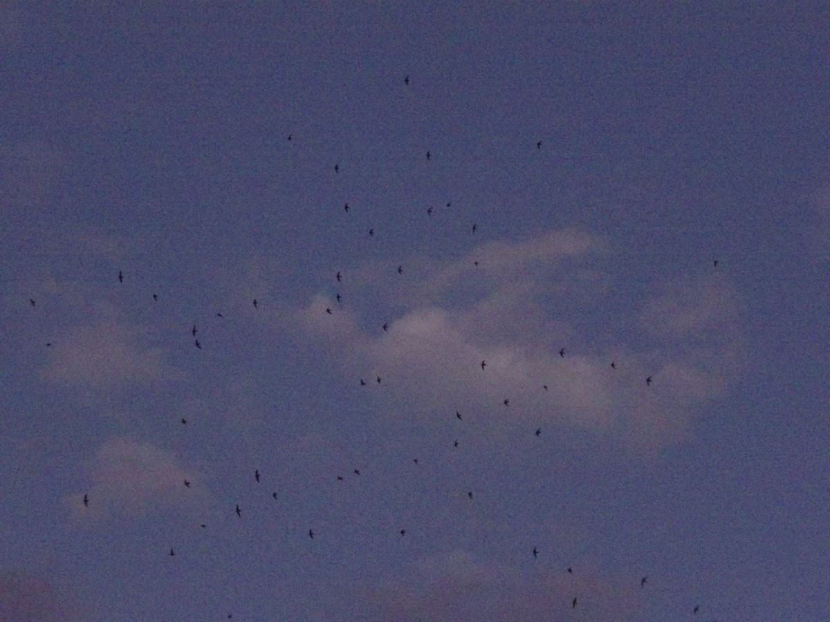 Chimney Swift - ML644028624