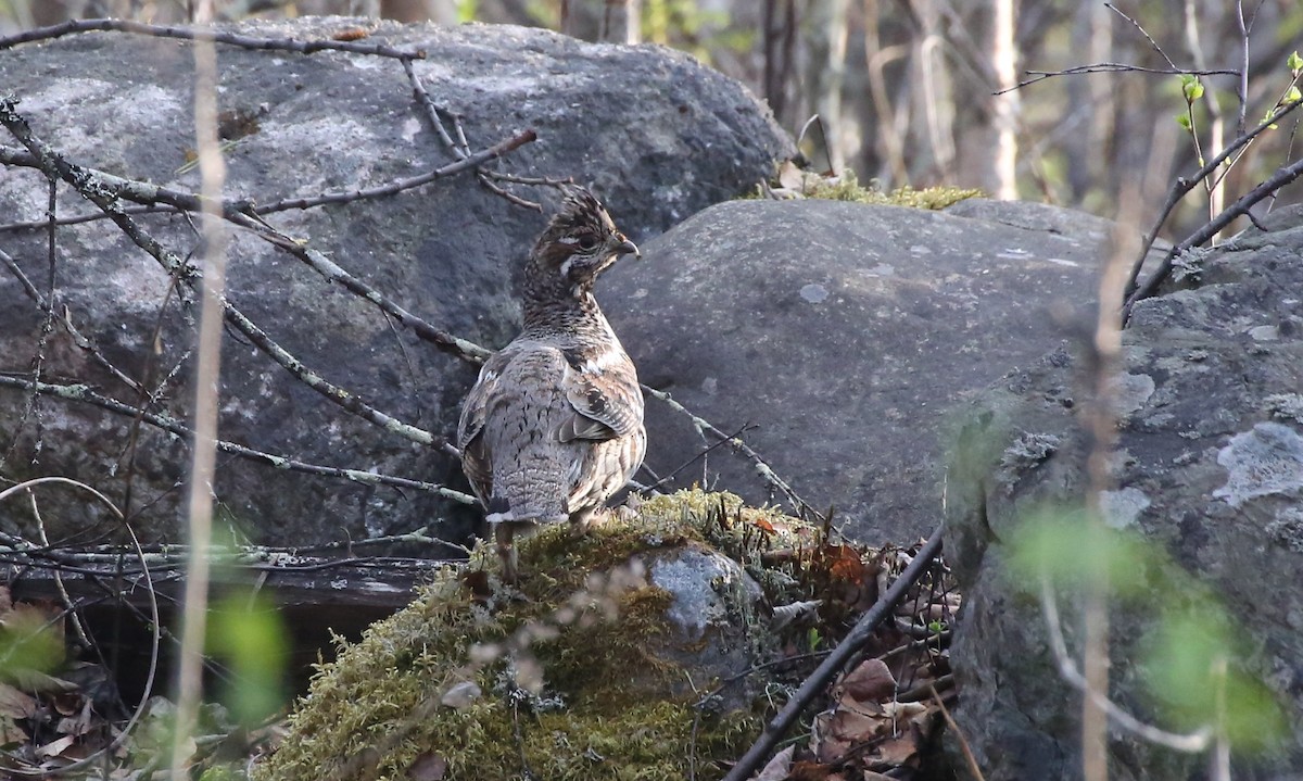 Шивэр хөтүү - ML644028649