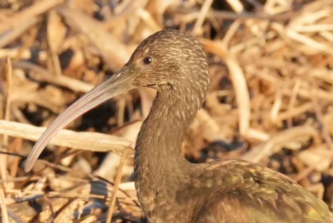 Glossy/White-faced Ibis - ML644028656