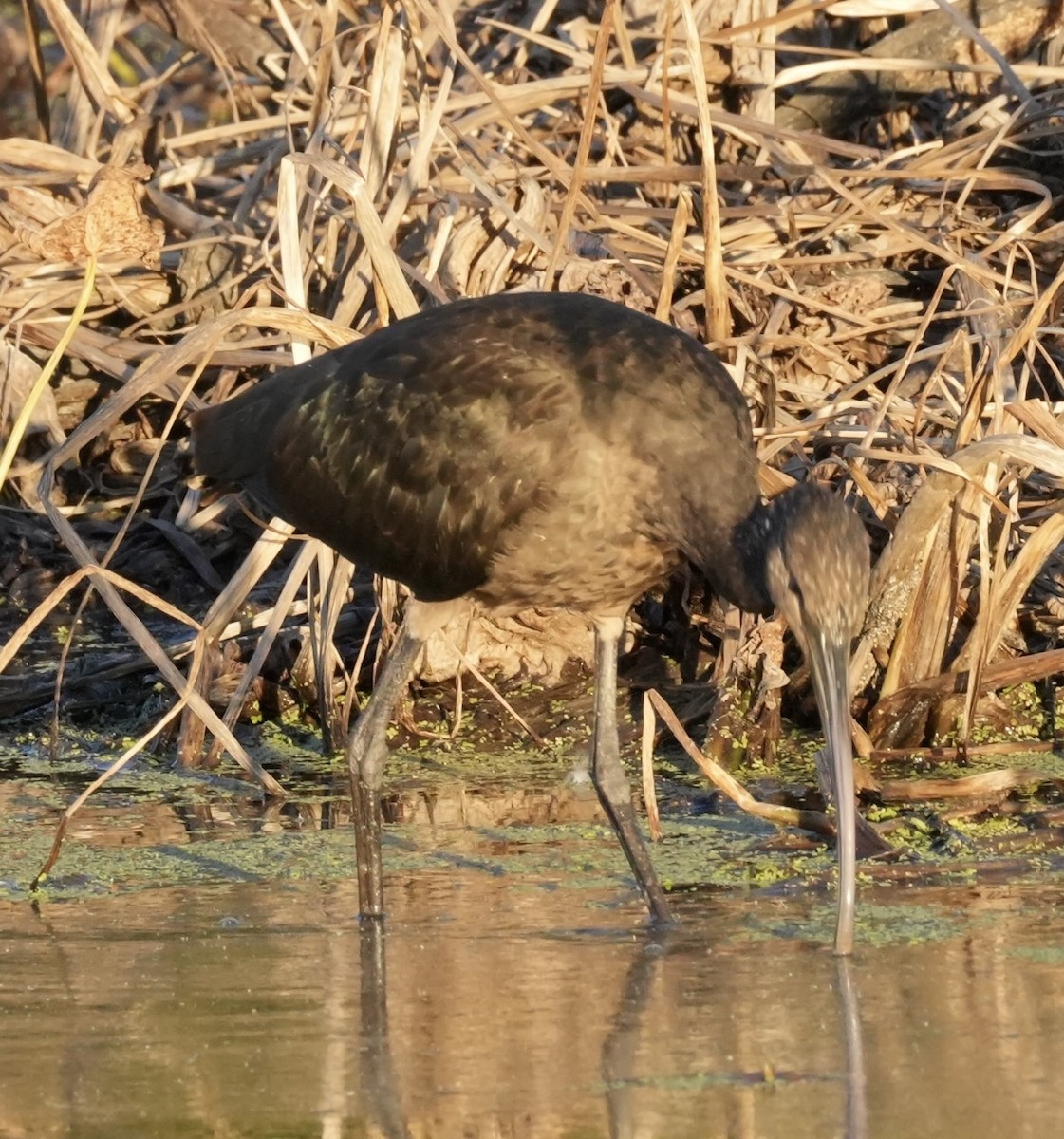 Glossy/White-faced Ibis - ML644028657