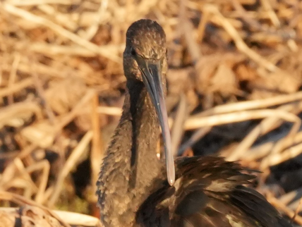 Glossy/White-faced Ibis - ML644028658