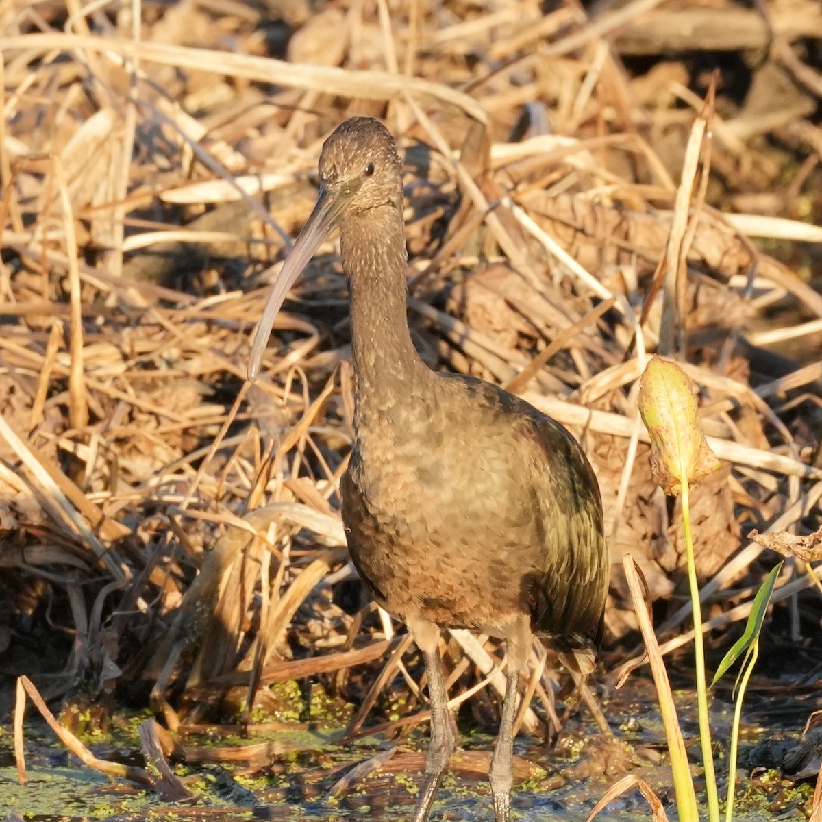 Glossy/White-faced Ibis - ML644028659