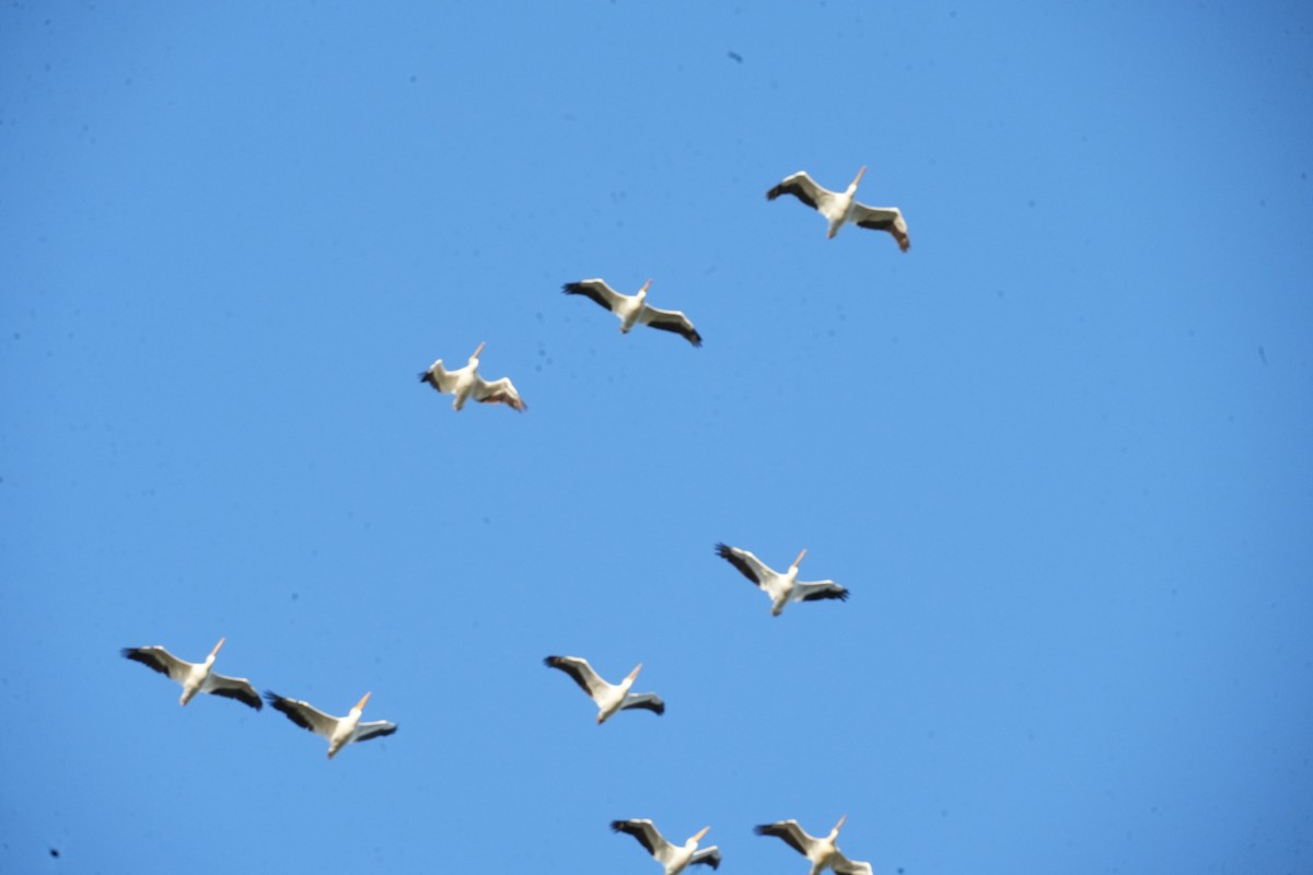 American White Pelican - ML644028660