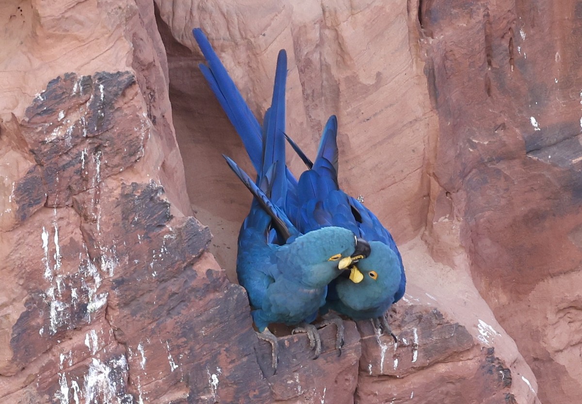 Indigo Macaw - ML644028662