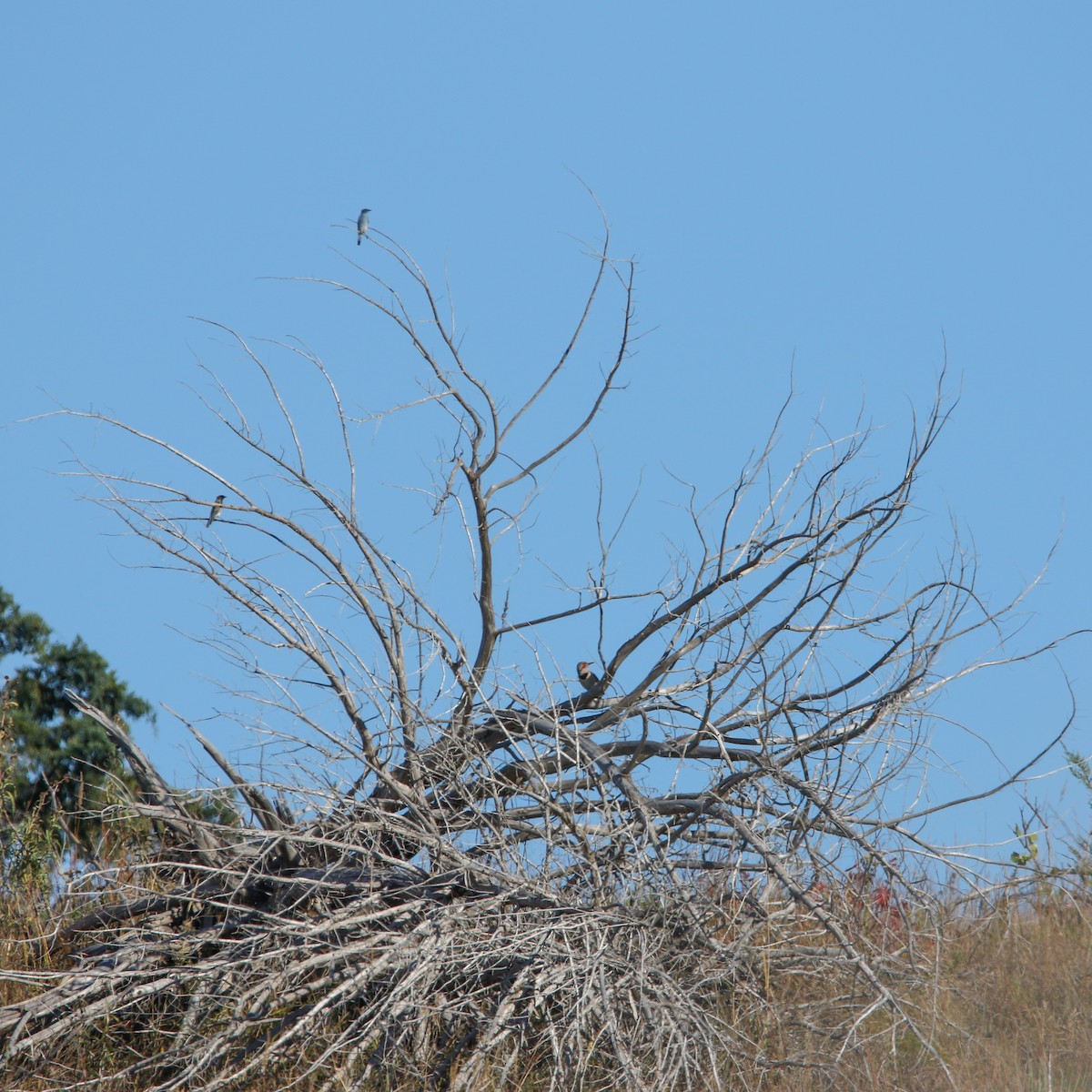Mountain Bluebird - ML644028679
