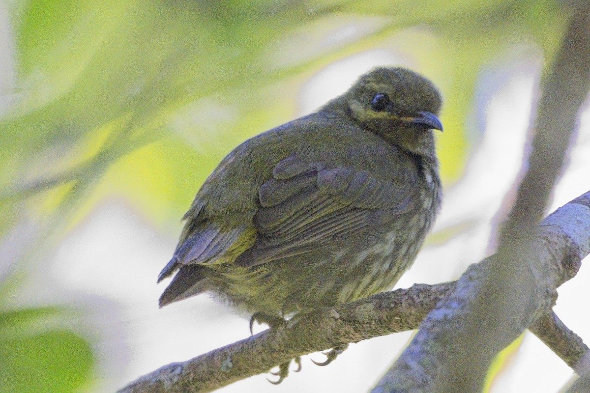 Velvet Asity - ML644028683