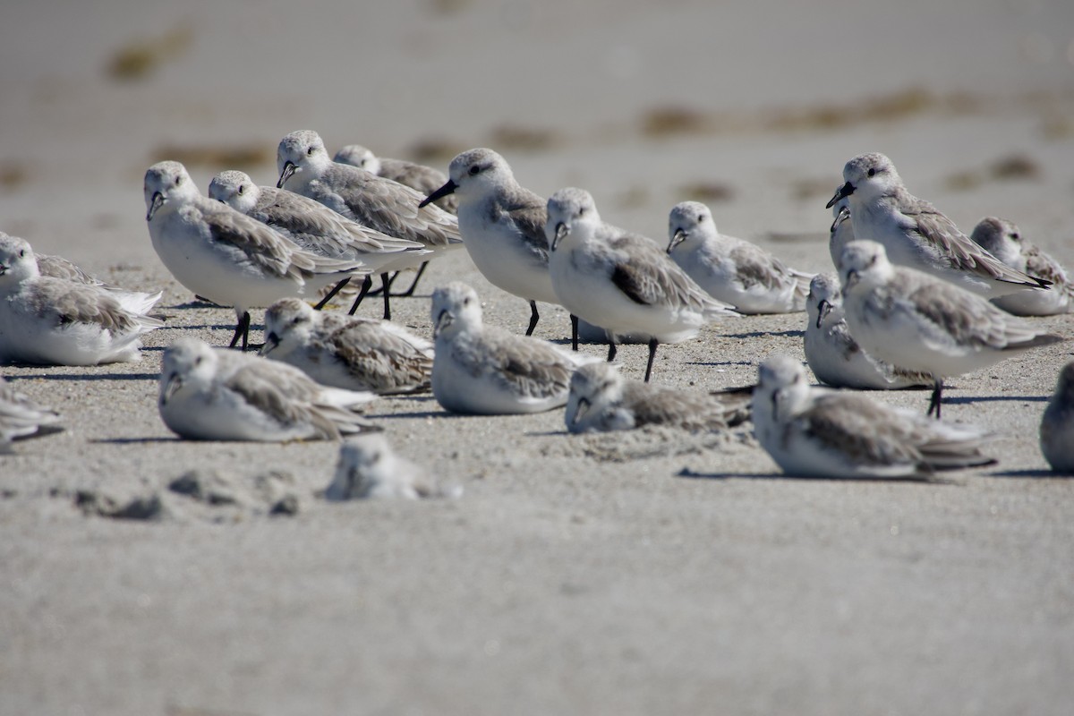 Willet - ML644028689