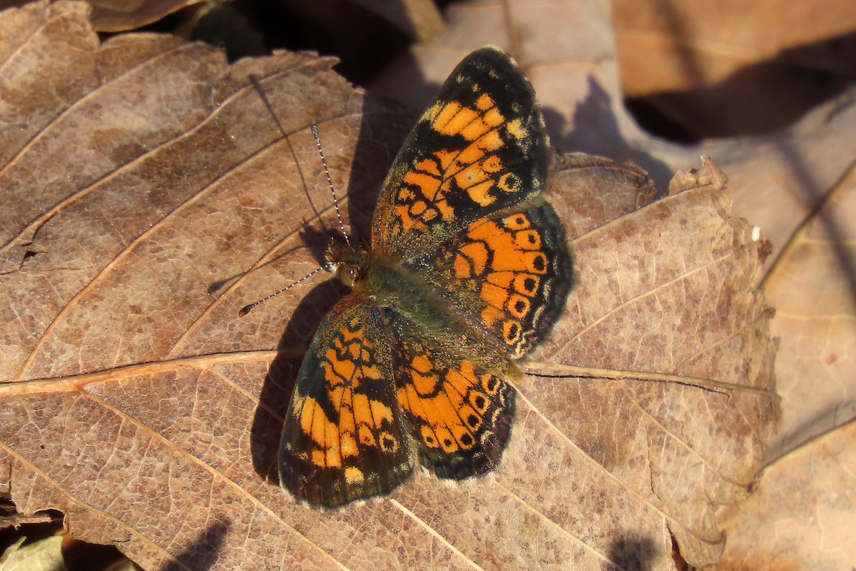 Pearl Crescent - ML644028707