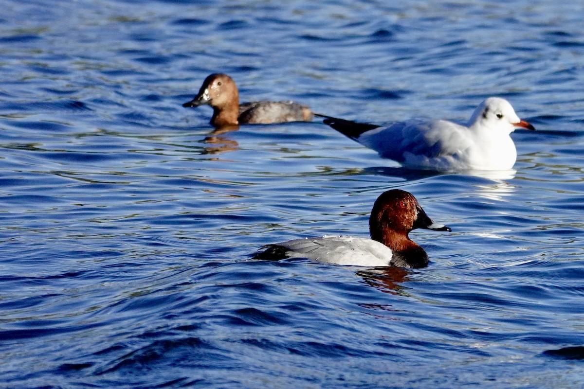Common Pochard - ML644028708