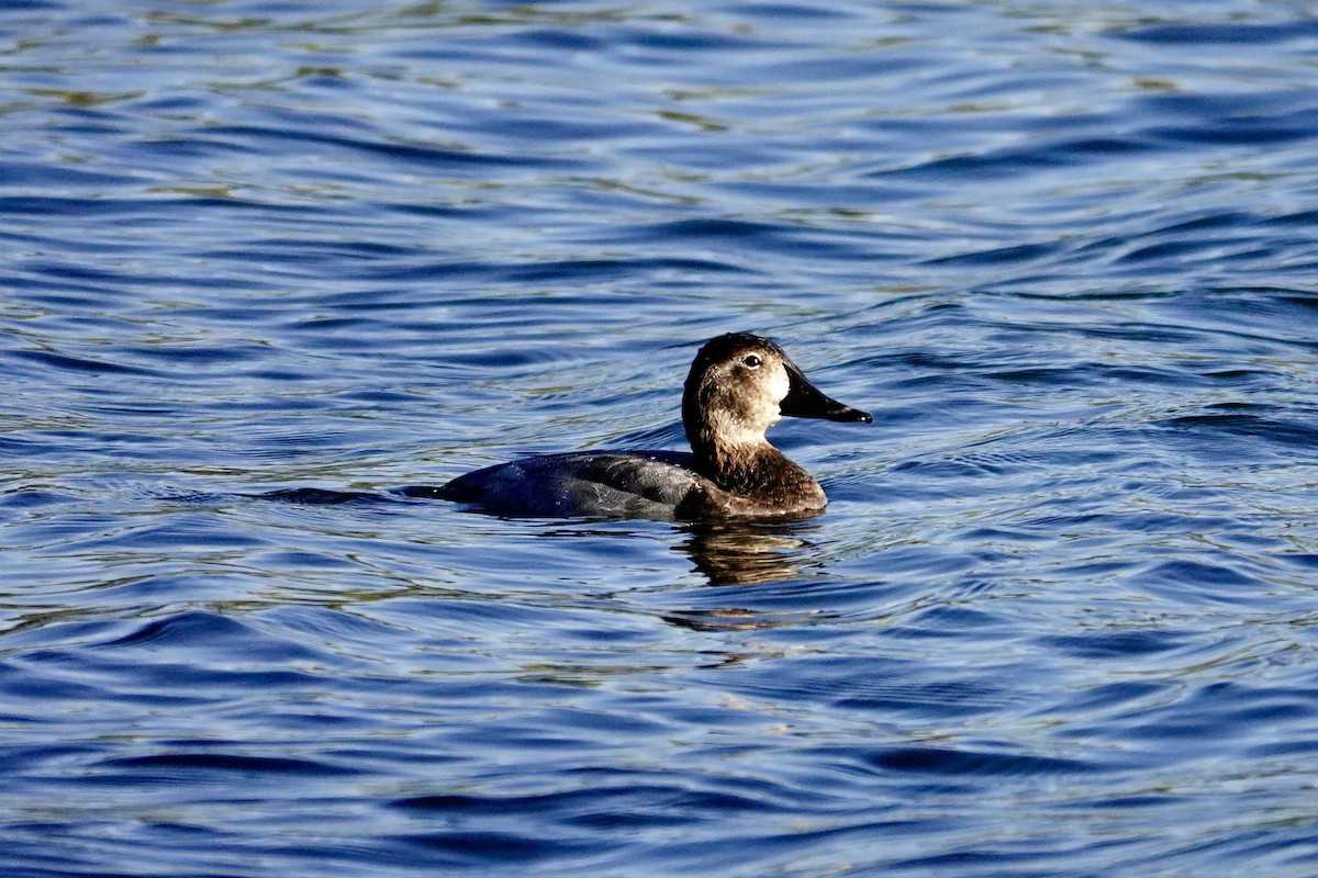 Common Pochard - ML644028709