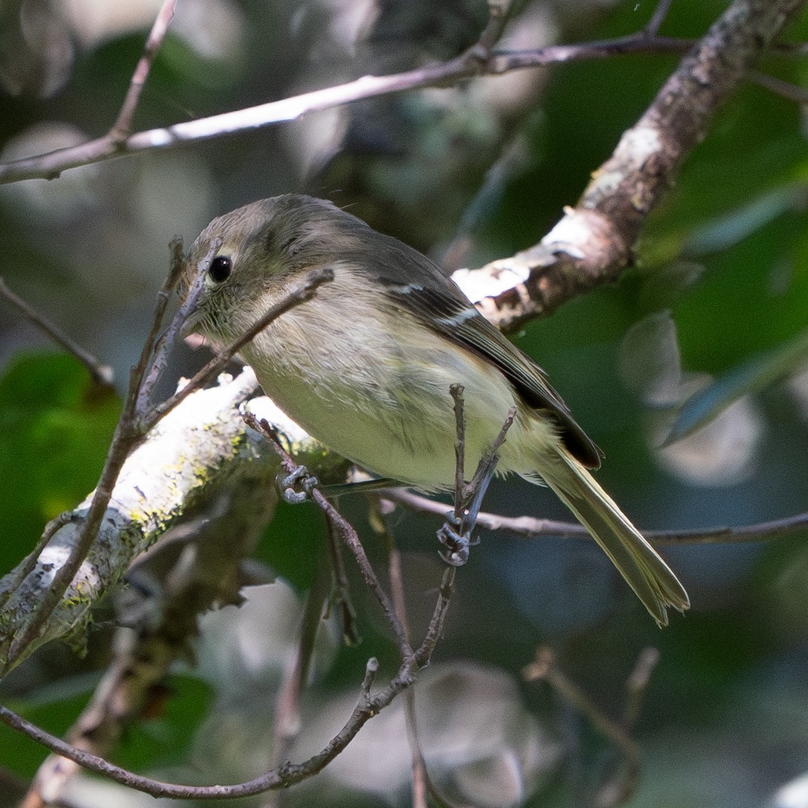Hutton's Vireo - ML644028716