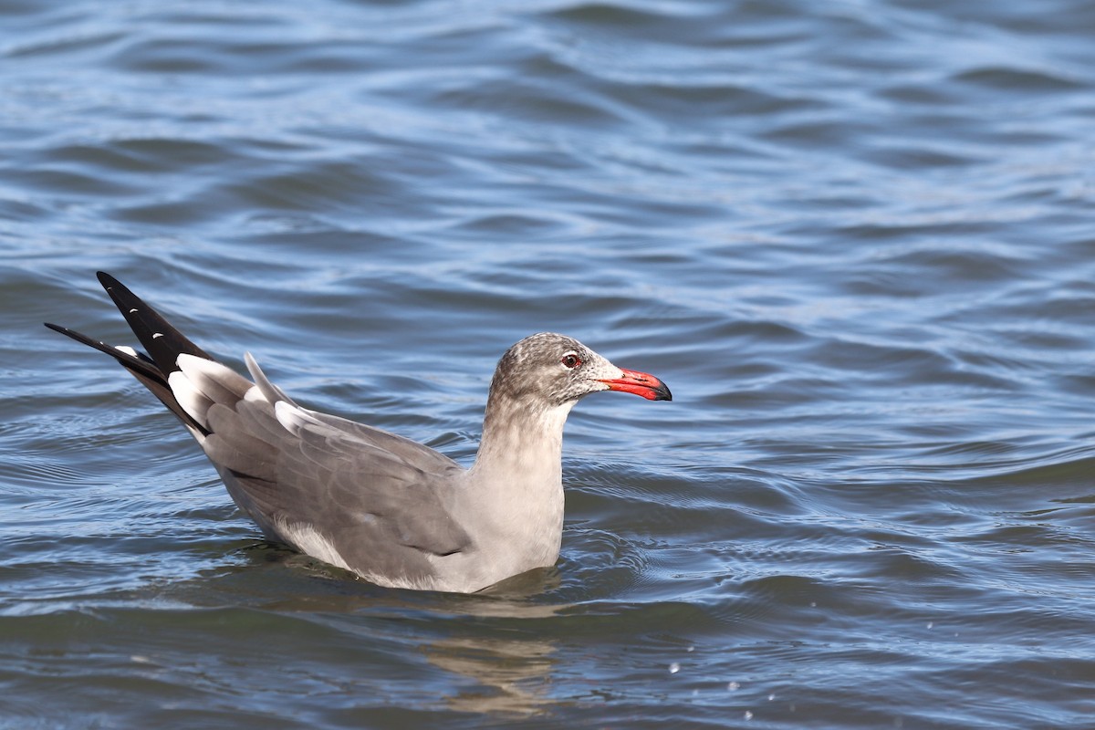 Heermann's Gull - ML644028729