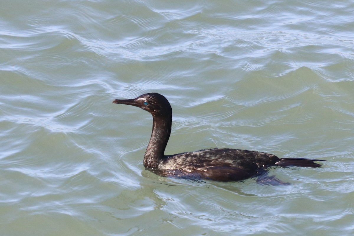 kormorán tichomořský - ML644028732