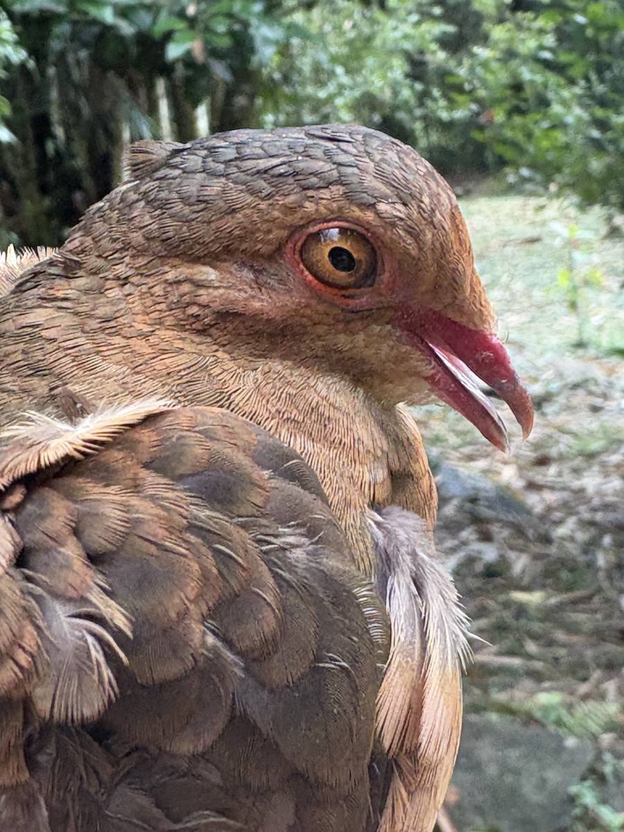 holub hnědočervený (ssp. montana) - ML644028789