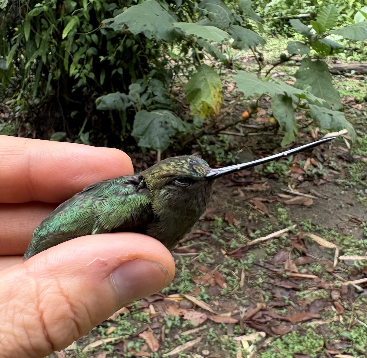 Green-fronted Lancebill - ML644028795