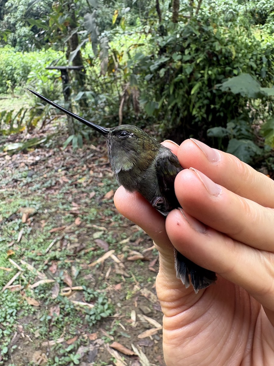 Green-fronted Lancebill - ML644028800