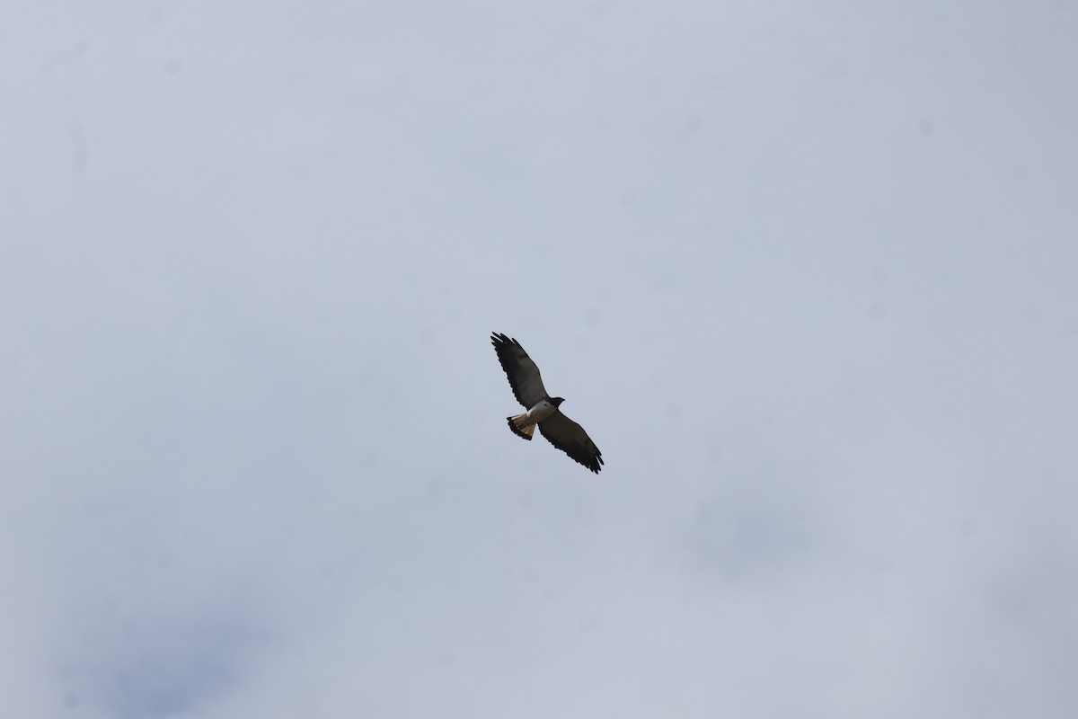 White-tailed Hawk - ML644028804