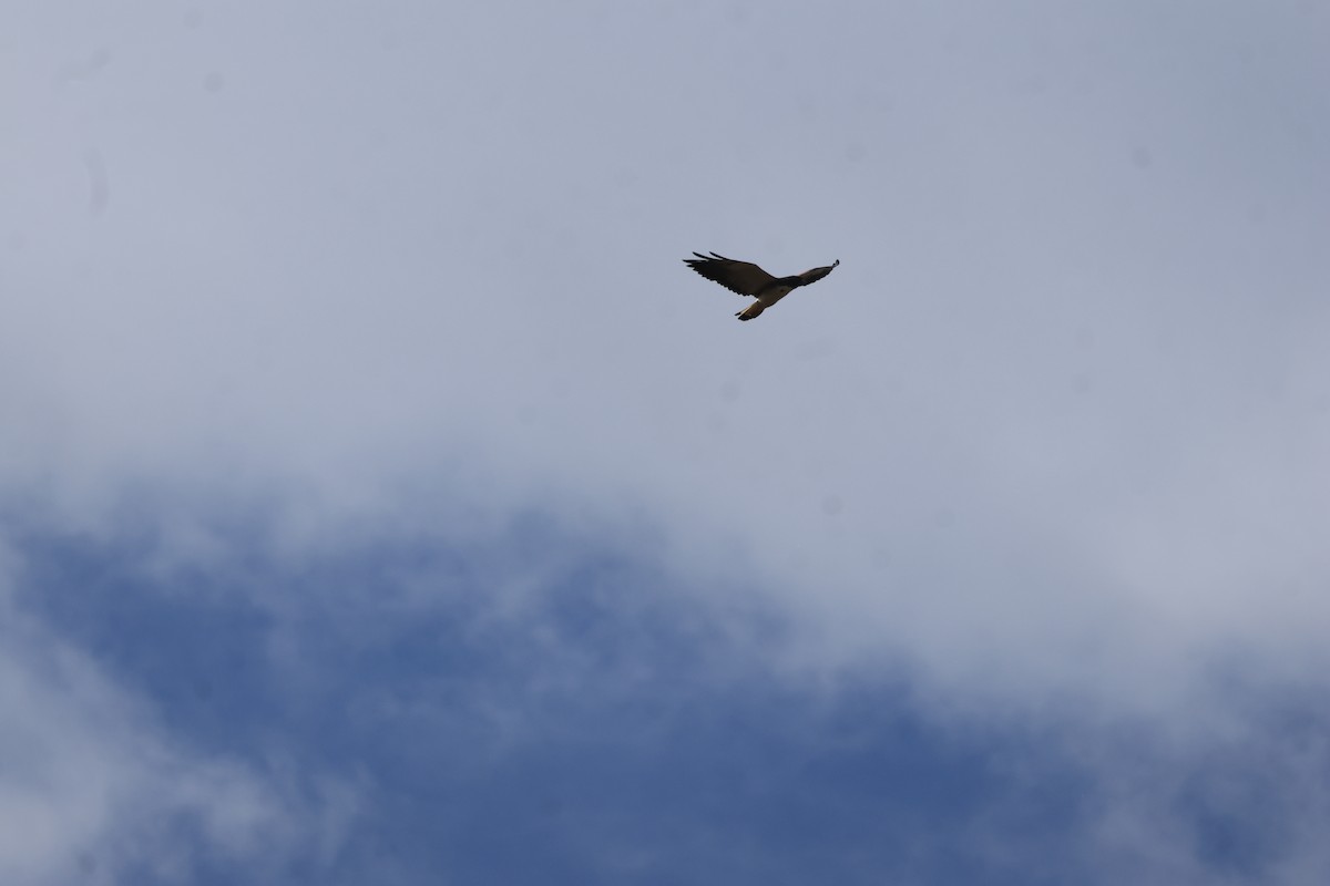 White-tailed Hawk - ML644028805