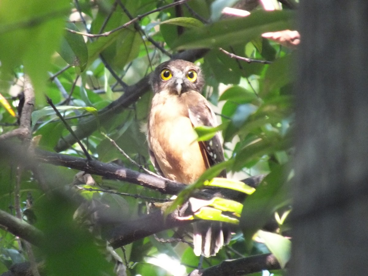 Ochre-bellied Boobook - ML644028806